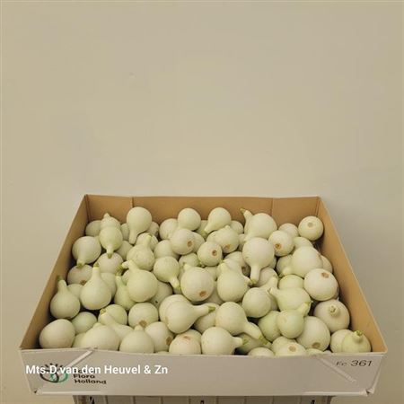 Sier Cucumis Kalabas Mini White X100