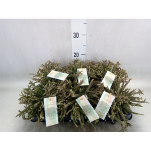 Rhipsalis baccifera subsp. horrida