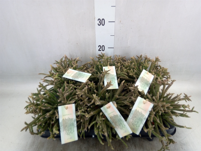 <h4>Rhipsalis baccifera subsp. horrida</h4>