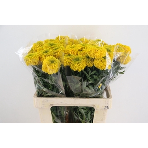TAGE E  CO YELLOW