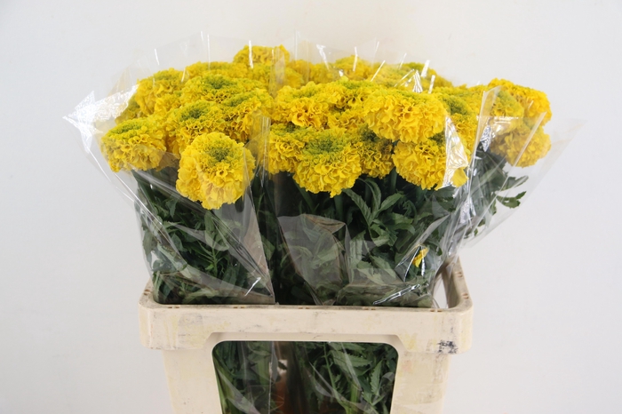 <h4>TAGE E  CO YELLOW</h4>