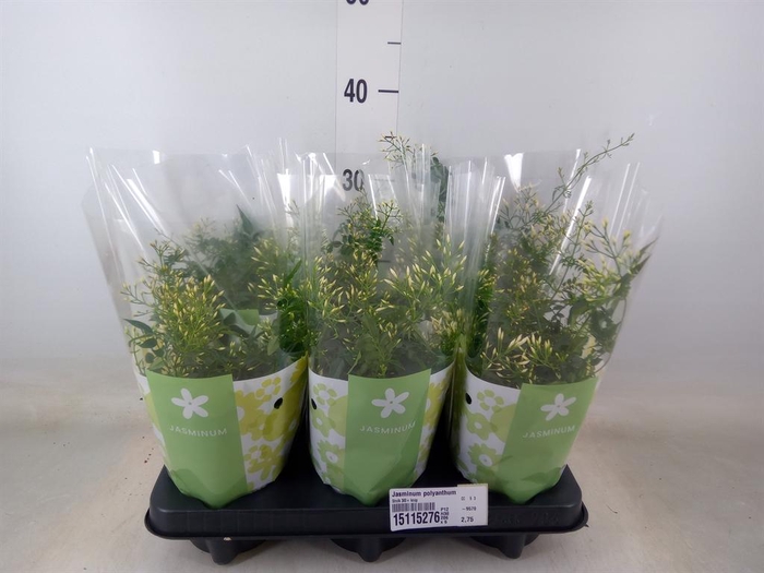 <h4>Jasminum polyanthum</h4>