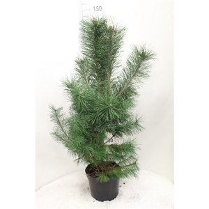 Pinus sylvestris P29 potgedrukt