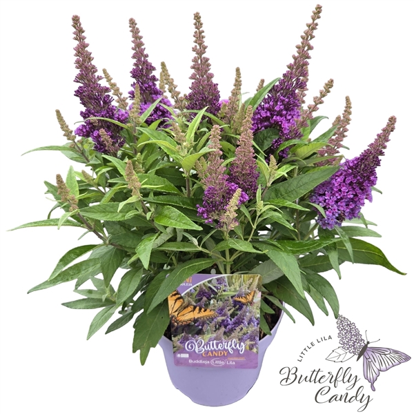 <h4>Buddleja d. 'Little Butterfly Candy Lila' ®</h4>