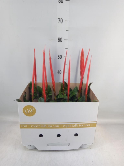 <h4>Vriesea 'Era'</h4>