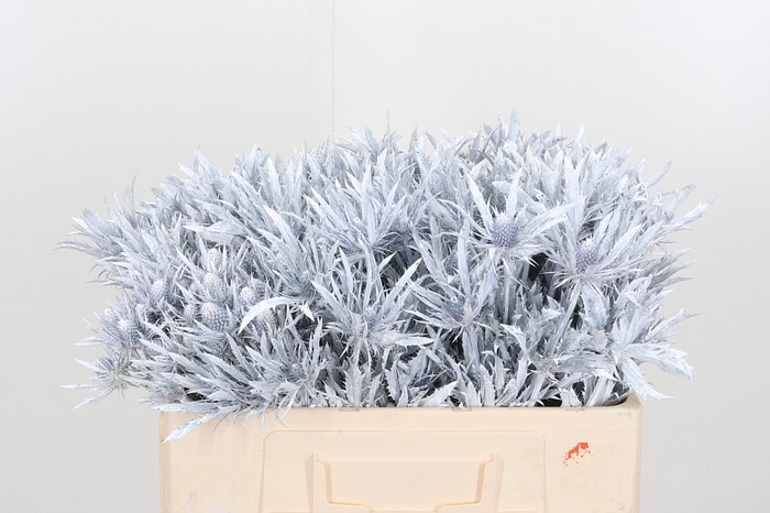 <h4>Eryn Orion Kl Bh Wit</h4>