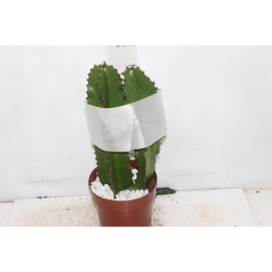 CACTUS EUPHORBIA MANDACARU P17