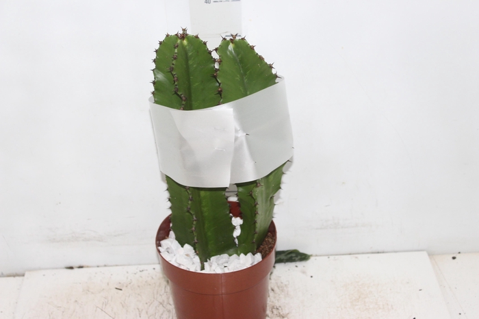 <h4>CACTUS EUPHORBIA MANDACARU P17</h4>