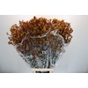 Anigozanthos Gold Fever