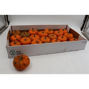 CUCURBITA MANDERIN 