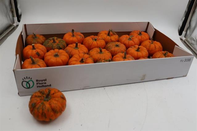 CUCURBITA MANDERIN 