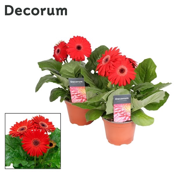 Gerbera 2-bl Red