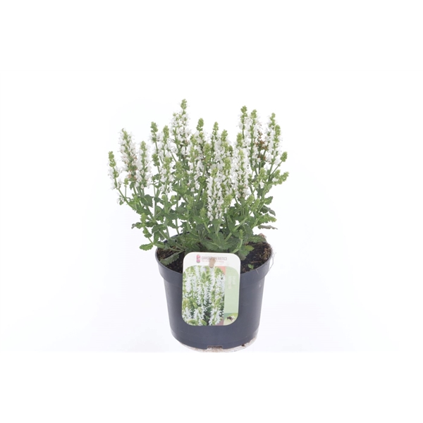 <h4>Salvia nemorosa Sensation White</h4>