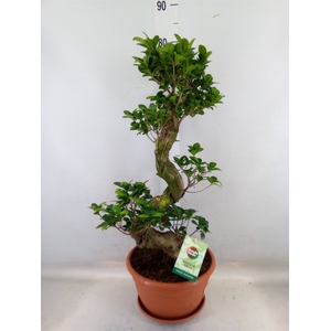 Ficus microcarpa 'Ginseng'