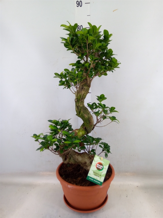 <h4>Ficus microcarpa 'Ginseng'</h4>