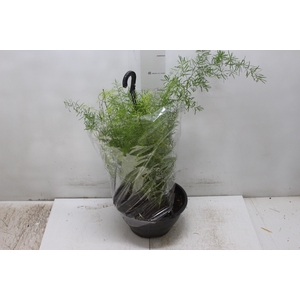 ASPARGO ALFINETE C21