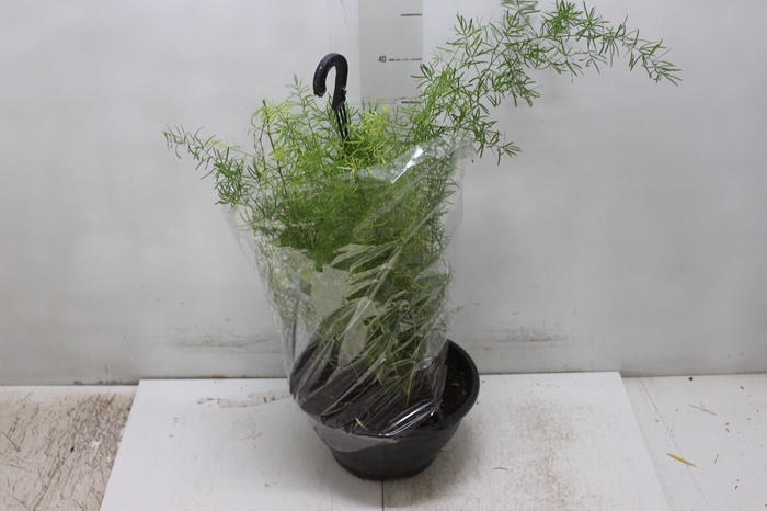 <h4>ASPARGO ALFINETE C21</h4>