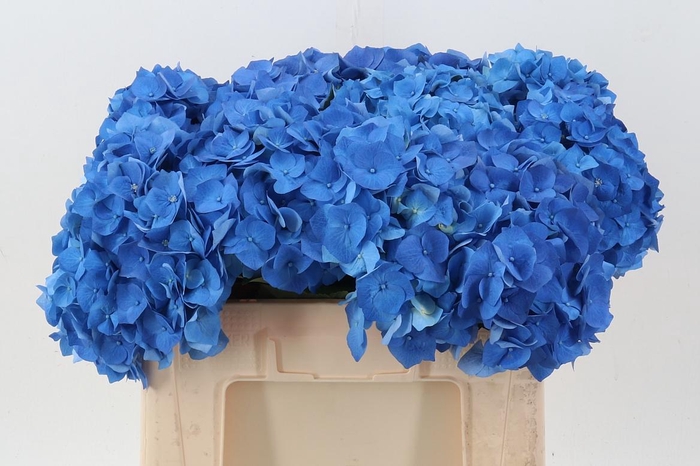 <h4>Hydr M Bela Bl</h4>