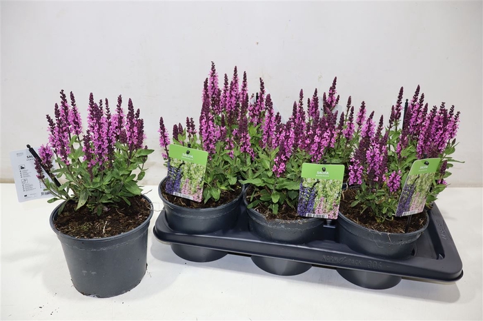 <h4>Salvia Ne Midnigh Rs</h4>