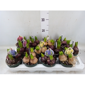 Hyacinthus orie.   ...