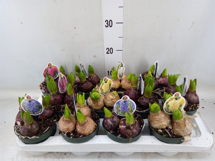 <h4>Hyacinthus orie.   ...</h4>