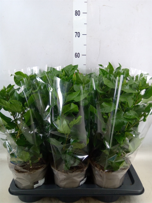 <h4>Hibiscus rosa-sin. 'Sunny Venetie'</h4>