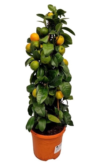 <h4>Citrus Red Lime Grafted Pyramid</h4>