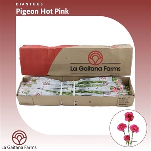 Dianthus tr Pigeon