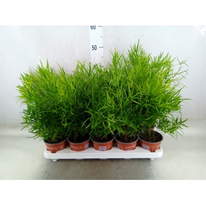 Asparagus falcatus