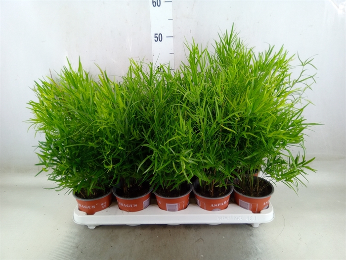 <h4>Asparagus falcatus</h4>