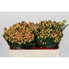Hypericum Mellow Romance