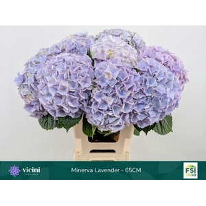 HYDRANGEA  'MY BEAU MINERVA'