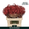 Gyps Grof Bordeaux (dip)