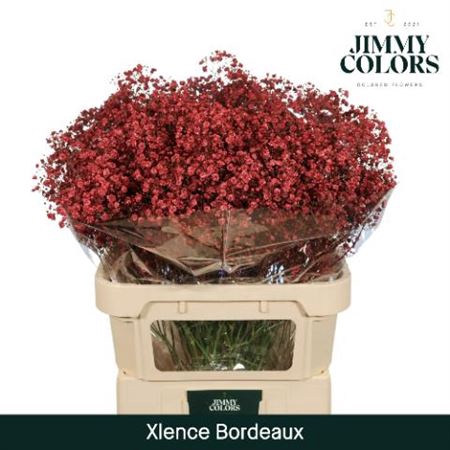 Gyps Grof Bordeaux (dip)