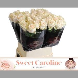 R GR SWEET CAROLINE