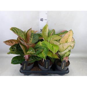 Aglaonema   ...