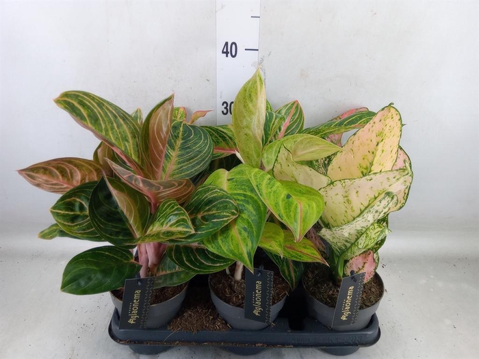 <h4>Aglaonema   ...</h4>