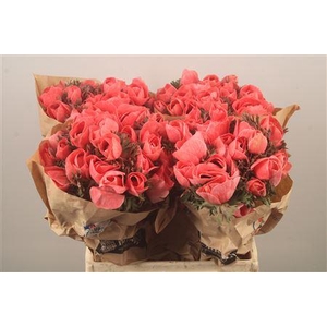 Anemone Powder Corail