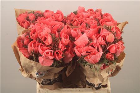 <h4>Anemone Powder Corail</h4>