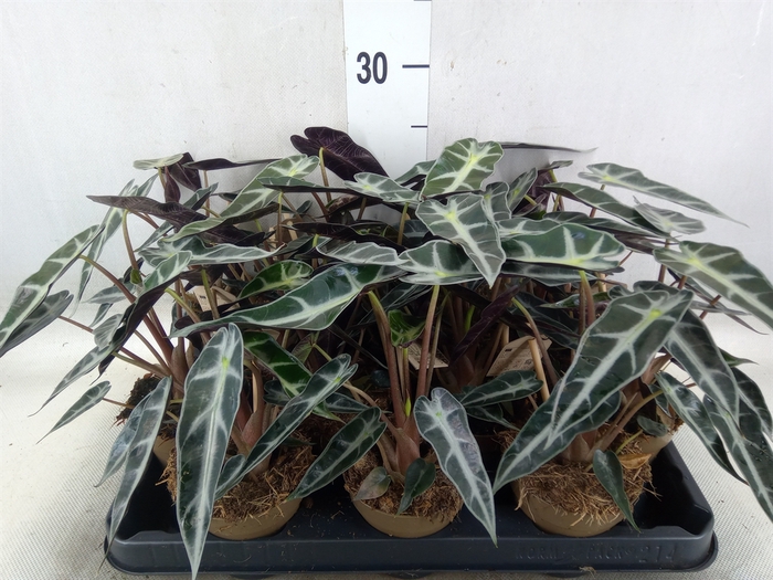 <h4>Alocasia   ...</h4>