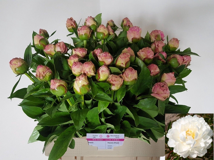 <h4>PAEO L GARDENIA</h4>