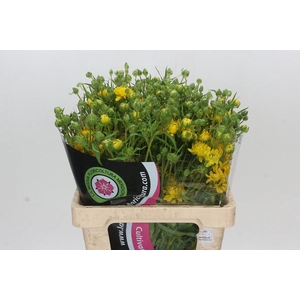 Ranunculus Natura Moderna Proxima