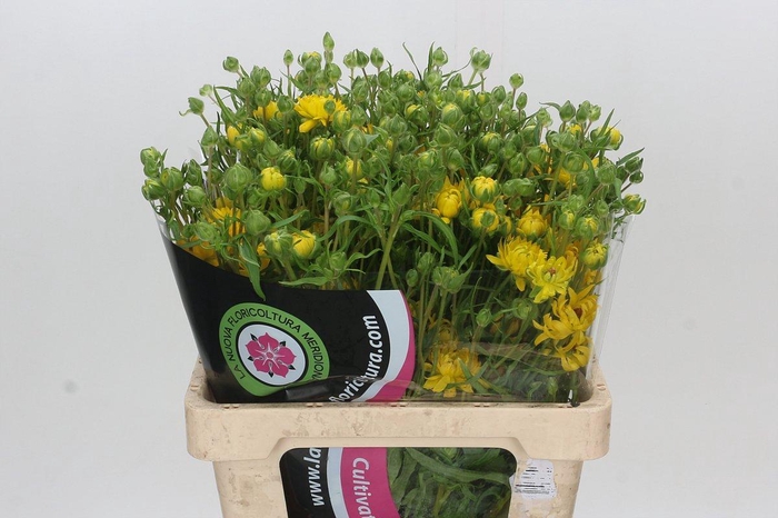 <h4>Ranunculus Natura Moderna Proxima</h4>
