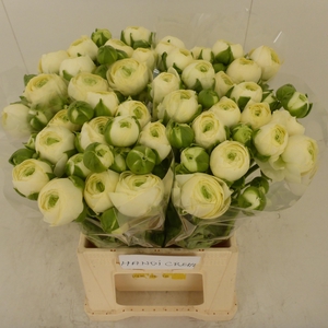 Ran Success Hanoi Creme