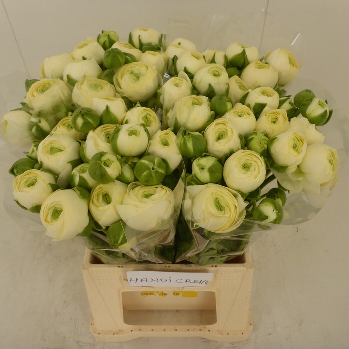 <h4>Ran Success Hanoi Creme</h4>