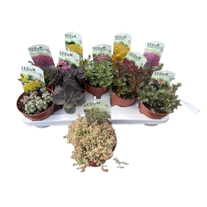 SEDUM OV
