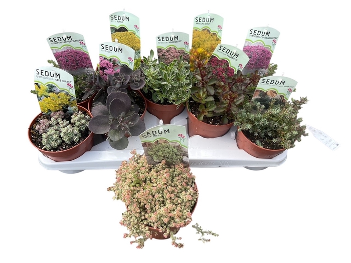 <h4>SEDUM OV</h4>