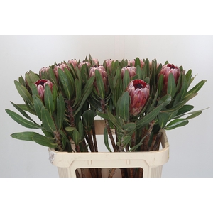 Protea Pink Ice