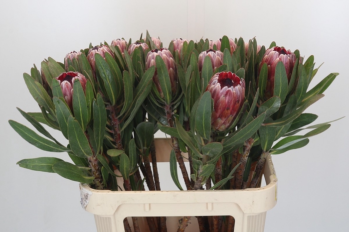 <h4>Protea Pink Ice</h4>