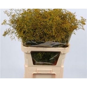 Limonium Beltlaard Klb Yellow